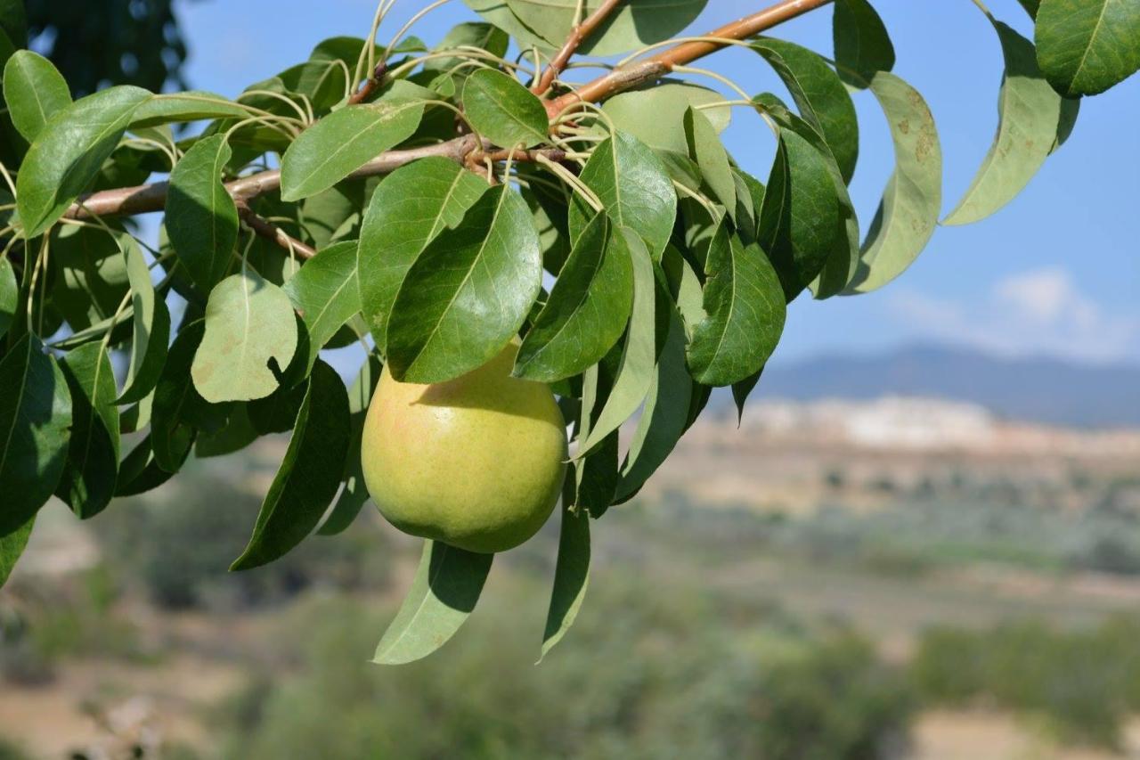 Stephanie Villa Simou Dış mekan fotoğraf
